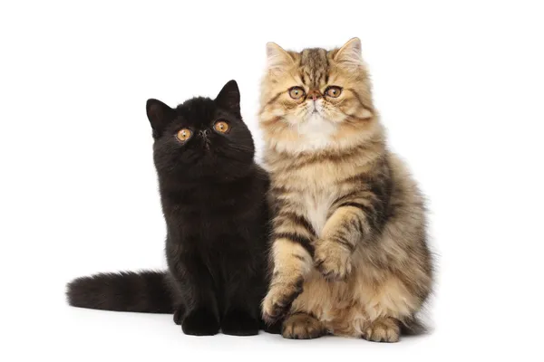 Persiska katter — Stockfoto