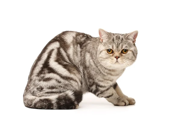 British cat — Stock Photo, Image