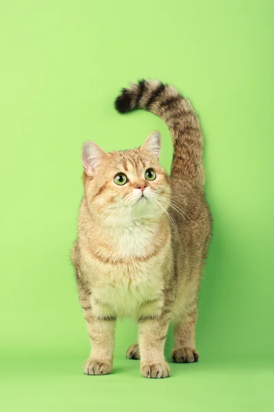 Kot brytyjski — Zdjęcie stockowe