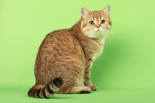 Gato británico — Foto de Stock