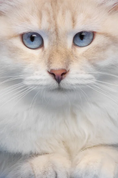 Katt porträtt — Stockfoto
