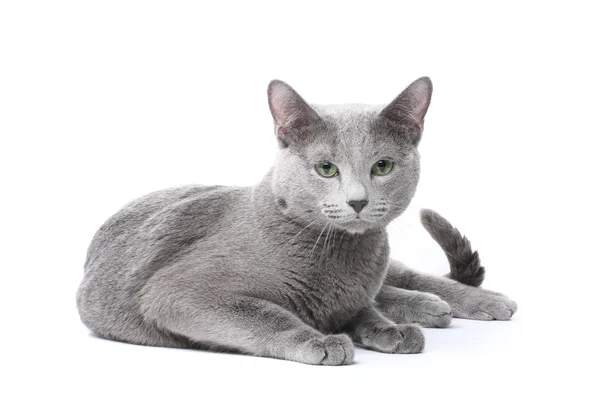 Gato azul russo — Fotografia de Stock