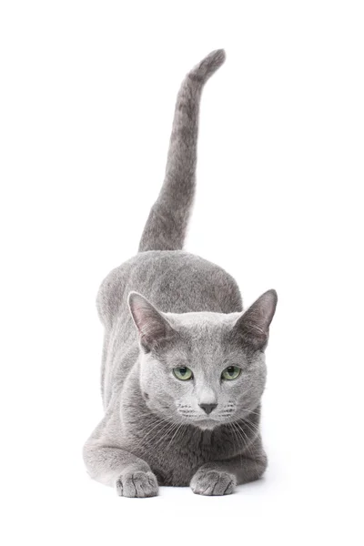 Gato azul ruso —  Fotos de Stock
