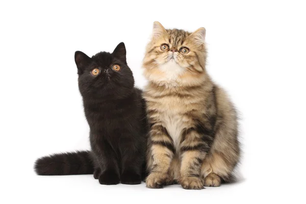 Gatos persas — Foto de Stock