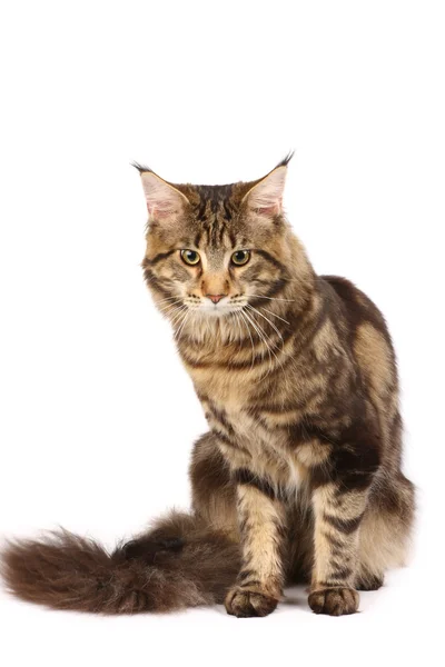 Maine-coon cat — Stock Photo, Image