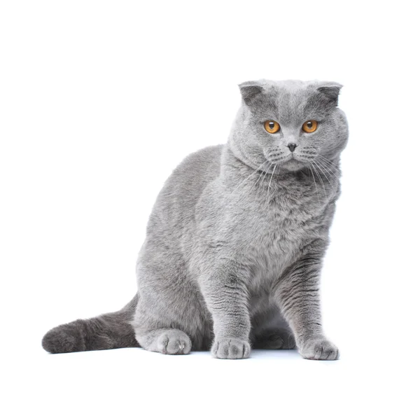 Kot brytyjskiej — Zdjęcie stockowe
