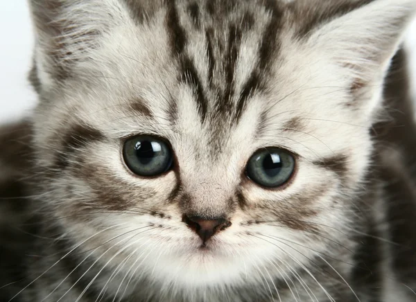 Yavru kedi portre — Stok fotoğraf