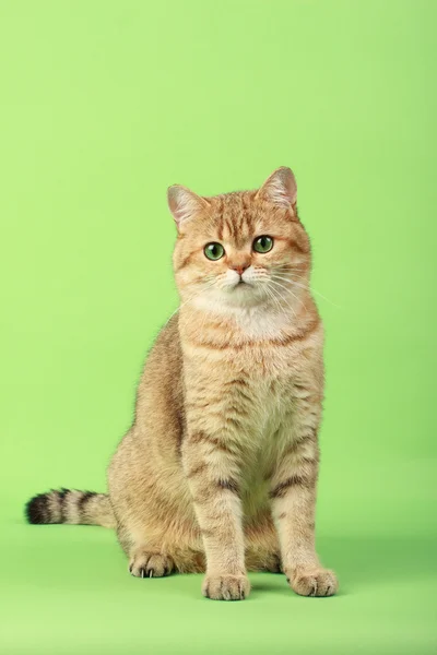 British cat — Stock Photo, Image