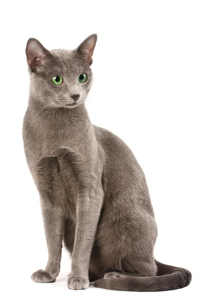 Russian blue cat — Stock Photo, Image