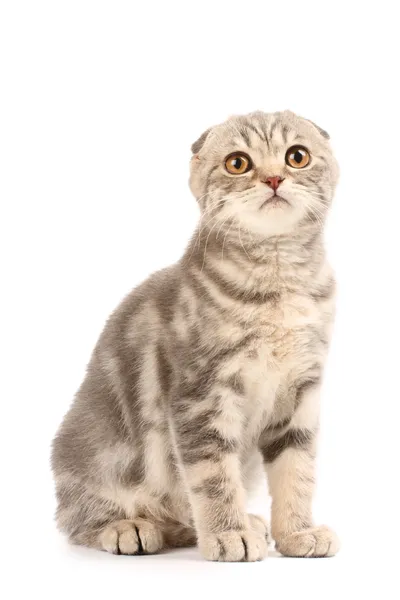 Scottish fold kitten — Stock Photo, Image