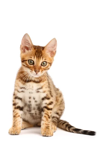 Bengal kedisi. — Stok fotoğraf