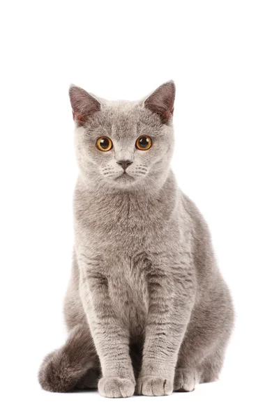 Kot brytyjski — Zdjęcie stockowe