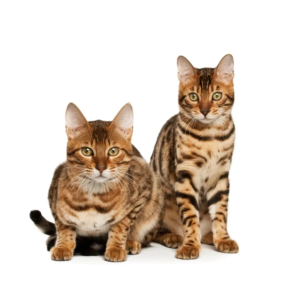 Бенгальские кошки — стоковое фото