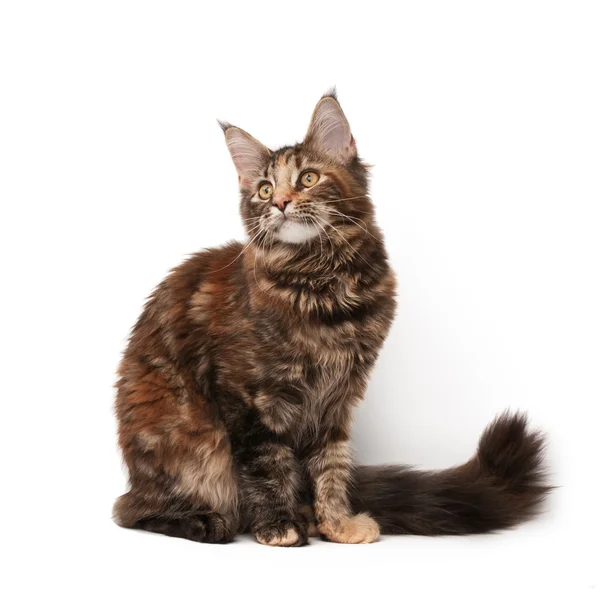 Kot maine-coon — Zdjęcie stockowe
