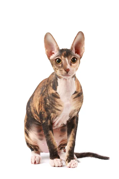 Сфінкс кішка — стокове фото