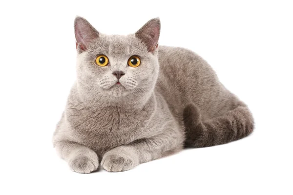İngiliz kedisi — Stok fotoğraf