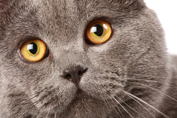 Kočka portrét — Stock fotografie