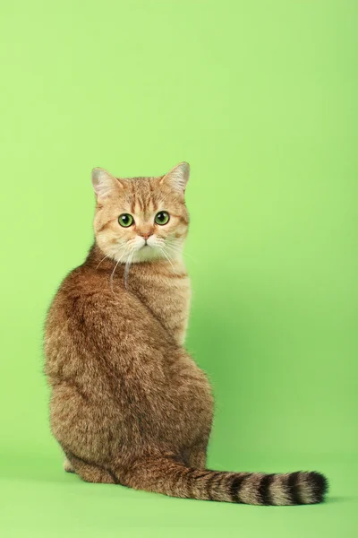 Gato bonito — Fotografia de Stock