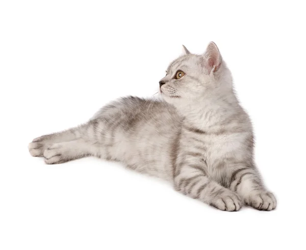 Tabby kittten — Stock Photo, Image