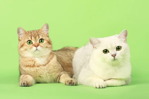 Hermosos gatos — Foto de Stock