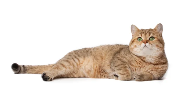 Güzel kedi — Stok fotoğraf