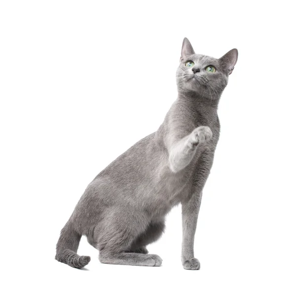 Hravá kočka — Stock fotografie