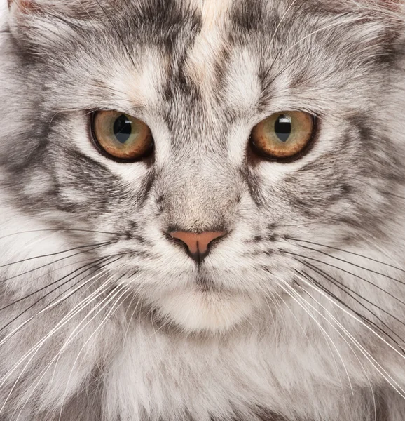 Кіт портрет — стокове фото