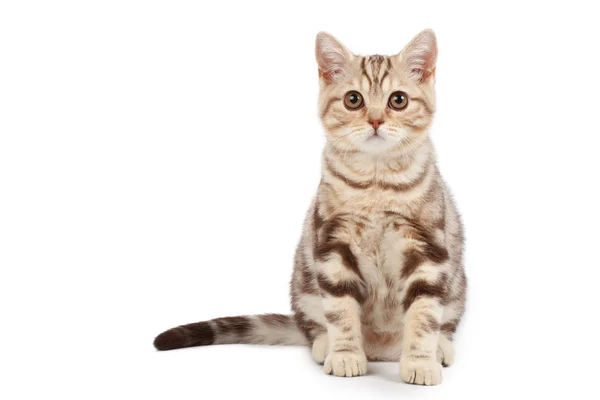 Tříbarevné kotě — Stock fotografie