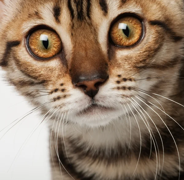 Retrato de gatito — Foto de Stock