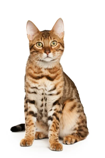 Бенгальская кошка — стоковое фото