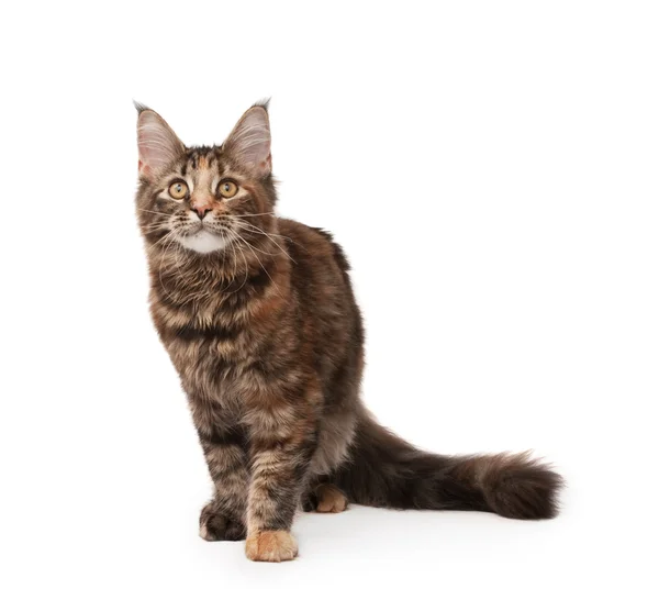 Kot maine-coon — Zdjęcie stockowe