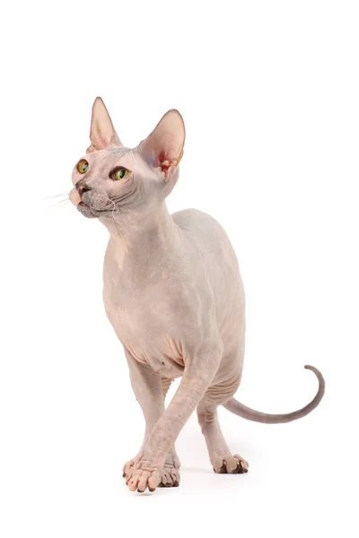 Sphynx cat — Stock Photo, Image