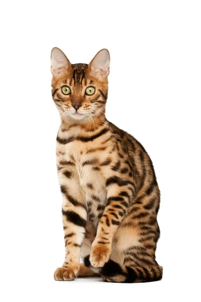 Bengalische Katze — Stockfoto