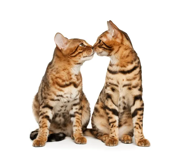 Aşık kediler — Stok fotoğraf