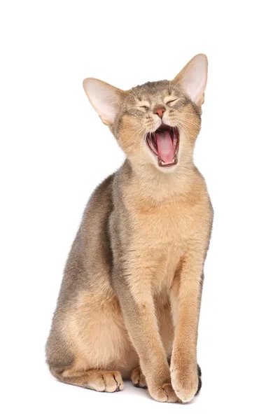 Зевающий кот — стоковое фото