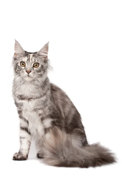Maine-Coon gato — Foto de Stock