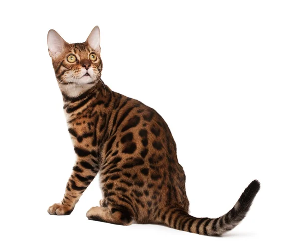 Kot bengalski — Zdjęcie stockowe