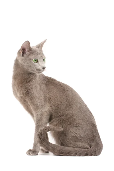 Rrussische blaue Katze — Stockfoto