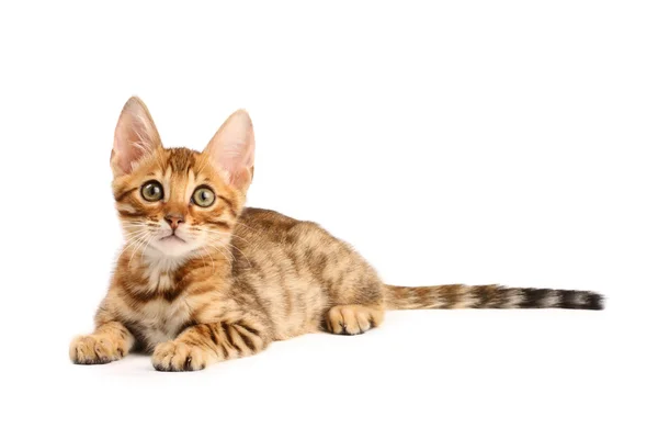 Bengal kedisi. — Stok fotoğraf