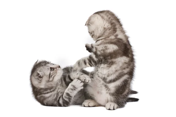 小猫的战斗 — 图库照片