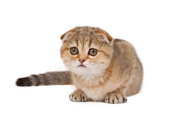 Scottish fold kitten — Stock Photo, Image