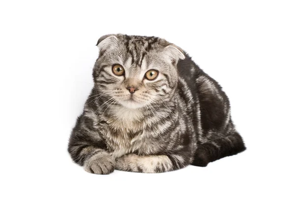スコットランド折り子猫 — ストック写真