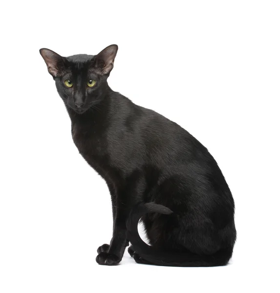 オリエンタル猫 — ストック写真