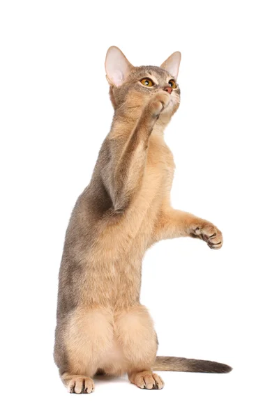 Hravá kočka — Stock fotografie