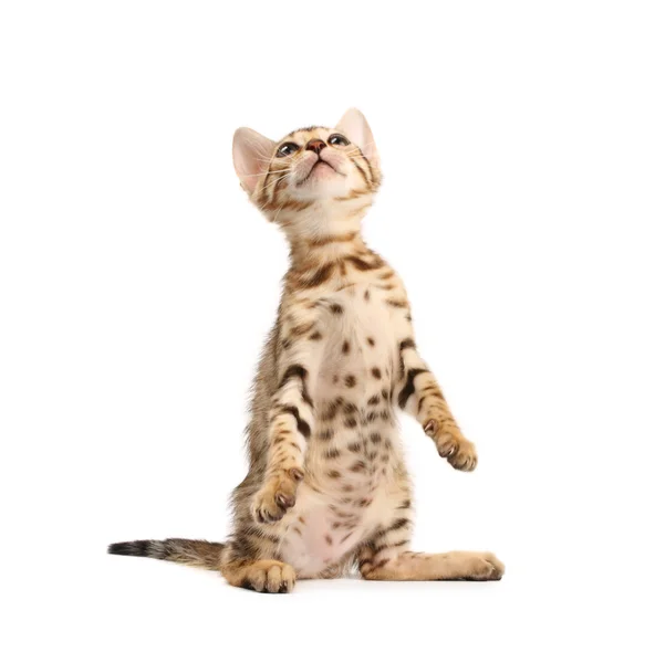 Oynayan yavru kedi — Stok fotoğraf