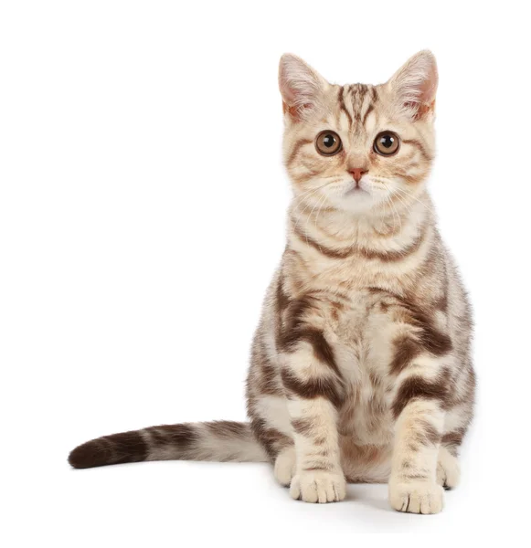 虎斑小猫 — 图库照片