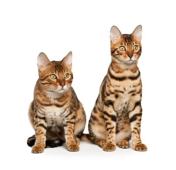 Koty bengalskie — Zdjęcie stockowe