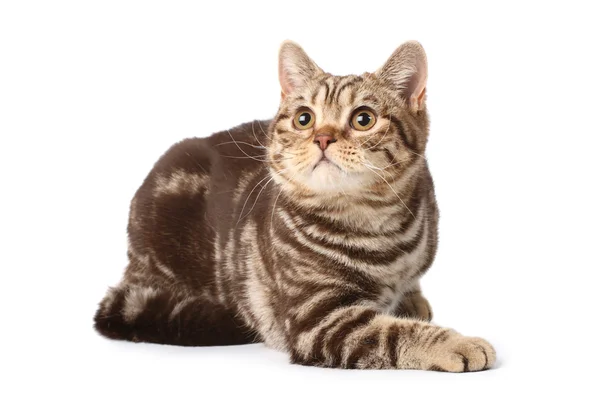 Британская кошка Лицензионные Стоковые Фото