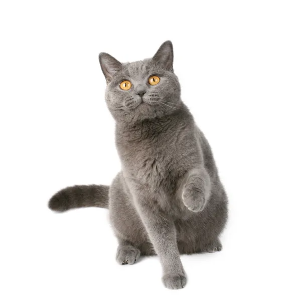Британская Короткошерстная Кошка Фото
