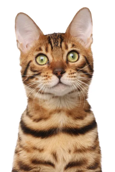 Бенгальская кошка Стоковая Картинка